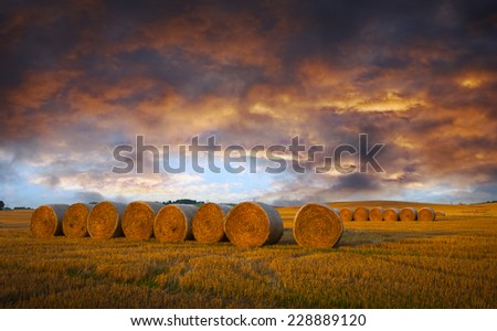 Field after harvest and dramatic sky during sunset