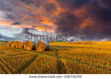 Field after harvest and dramatic sky during sunset