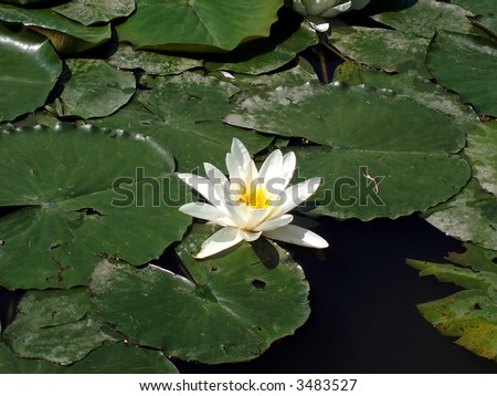 One water lotus - lily among many green pads in the pond