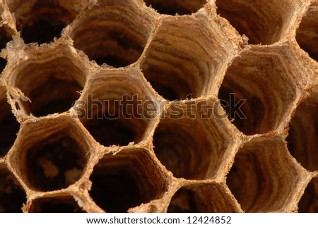 Detail of a empty hornet nest - it is much bigger than the one by bees