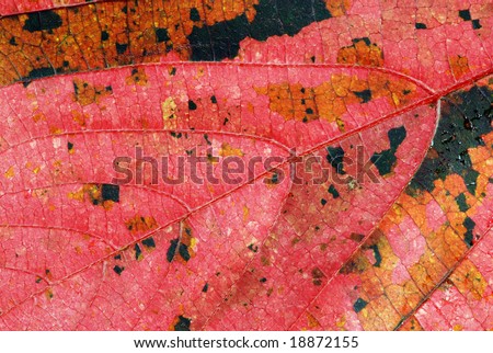Beautiful autumn background - pink leaf with orange and black marks