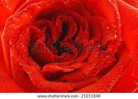 Beautiful red rose with drops of dew
