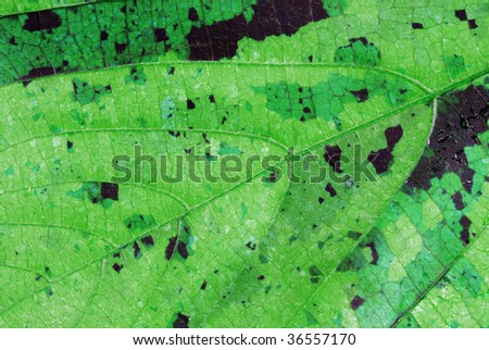 Beautiful nature background - green leaf with black marks