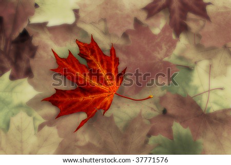 Colorful autumn background with one unique maple leaf on a heap of blurred leafs of low color intensity
