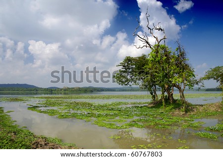 Wetlands of National Park Yala on Sri Lanka and a tree with bats