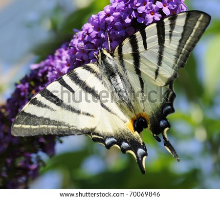 Scarce swallowtail (Iphiclides podalirius) butterfly is sitting on a butterfly-bush flower (buddleja davidii). Shallow DOF