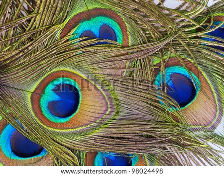 Detailed photo of a bunch of beautiful vivid peacock feathers