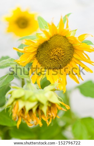 Green stink bug sitting on a leaf, three sunflowers, white wall on background