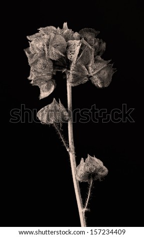 Malva moschata seed capsule, tinted image, dark background and vertical format
