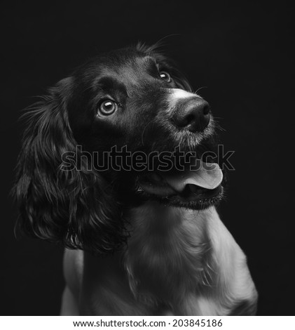 Working english springer spaniel puppy, six month old, studio shot black and white image