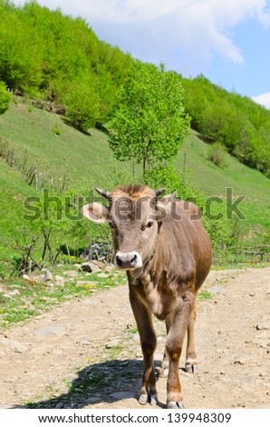 Beautiful young cow standing looking at the camera in the middle of a narrow dirt farm track