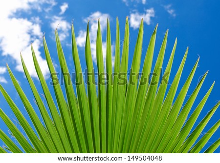 Close up of the top of a beautiful lush green fan palm frond or leaf against a blue cloudy summer sky