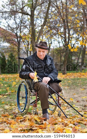 Senior handicapped man in a wheelchair wearing a stylish hat and overcoat sitting holding his crutches and looking at a handful of colourful yellow autumn leaves as he enjoys a day in the park
