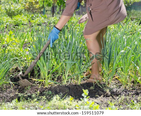 Close up view of the legs and hands of a woman hoeing weeds in the vegetable garden on a hot summer day
