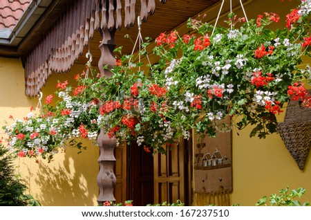 Row of several colourful flower baskets hanging on a porch filled with flowering red and white geraniums for a decorative display