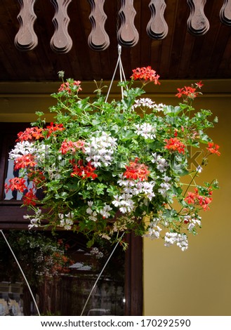 Hanging flower basketin the sunshine outside a building with colourful red and white geraniums