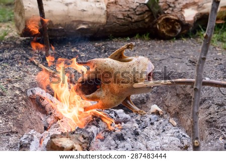 Chicken Roasting on Make Shift Stick Rotisserie Over Open Camp Fire in Wilderness Setting