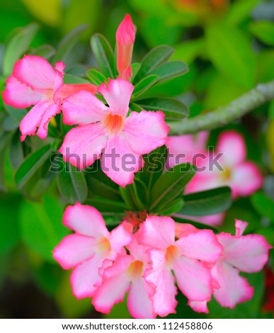 Desert Rose-Impala Lily- Mock Azalea Pink flowers;Beautiful floral background