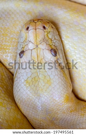 Golden Thai Reticulated Python close-up eyes  texture skin  snake serpent Malayopython reticulatus ,eyes ,beautiful animal