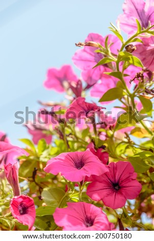 beautiful pink flowers in the garden ,blue sky background flower bloom and wither lively vintage soft light with green leaves