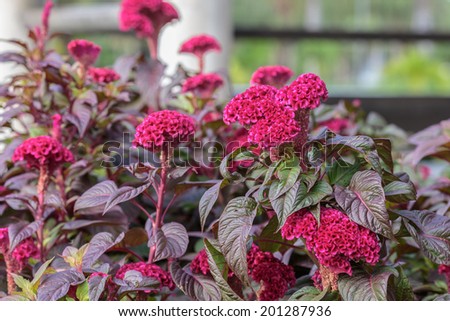 pink-red Cockscomb in the garden flower design curve purple-red Chinese Wool Flower or Celosia argentea