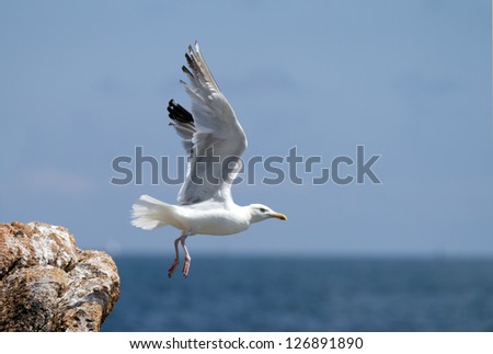 seagull, soaring in the blue sky