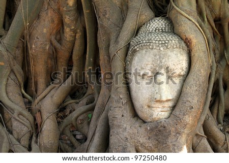 The head of Buddha image inside the tree. After flood water situation since last year.