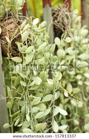 Green creeper plant (Dischidia nummularia Variegata )