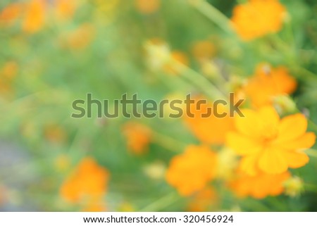 Blurry yellow cosmos flower in the garden as abstract background