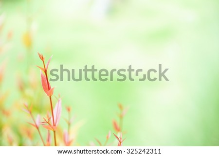 Soft focused of Red leaves for background - Soft light tone