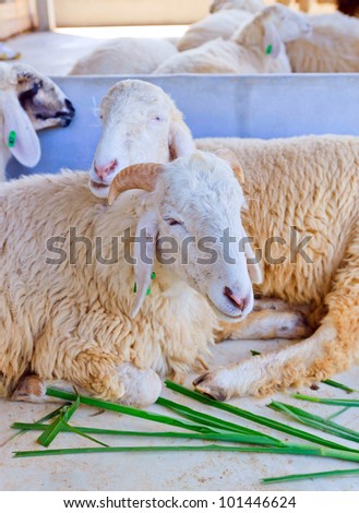 Sheep was sleeping in animal farming.