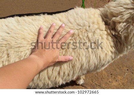 Use hand catch the wool of the sheep has a soft feel.