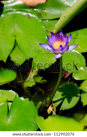 summer river with floating purple water lily.