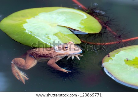 The frog in a pond with lotus leaves.