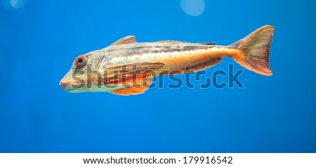 Triglidae Fish Swimming Fast,Grondin Perlon.