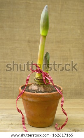 Amaryllis plant in a pot with bow, gift for somebody
