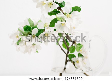 Freshly picked apple flowers in a jug, background white painted wall