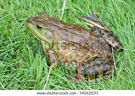 Very large frog getting ready to jump