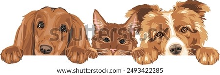 Similar – Image, Stock Photo Border collie puppy with blue eyes