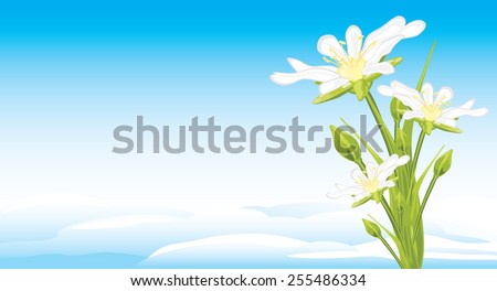 White spring flowers on a skyscape. Vector
