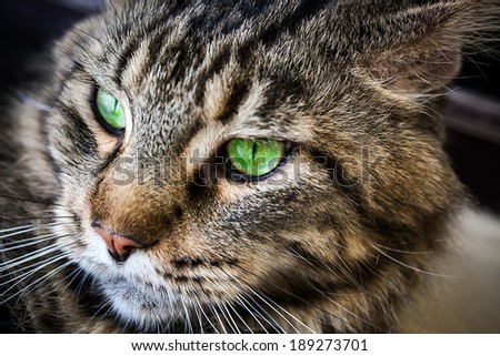 Maine Coon black tabby cat with green eye lying on the floor