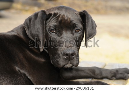 African Boerboel male dog( Puppy)