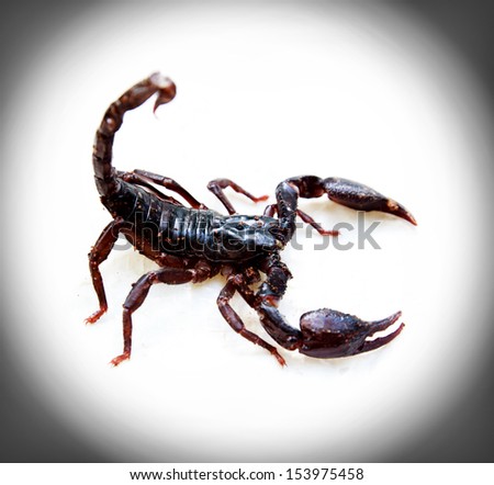 Asian giant forest scorpion (Heterometrus laoticus) isolated on white background