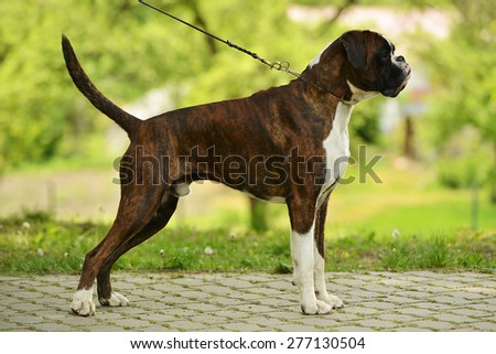 Similar – Foto Bild Boxer Hund Portrait Nahaufnahme Im Park