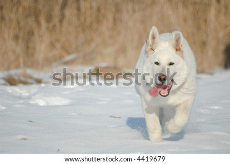 white canadian dog