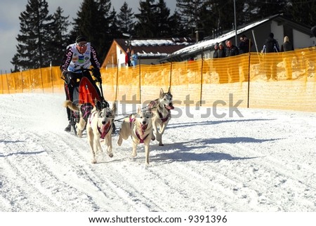 European Championship sprint Donovaly 2008 Slovakia sleddog racing.Pure-bred breeds