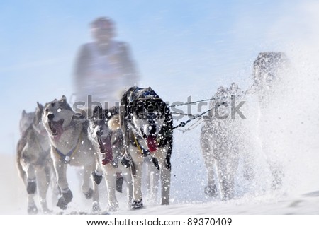 musher hiding behind sleigh at sled dog race on snow in winter
