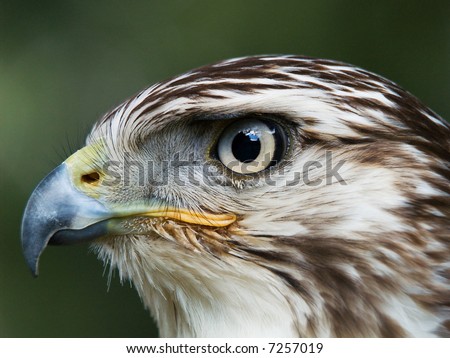 Close-up portrait of Red-Shouldered Hawk