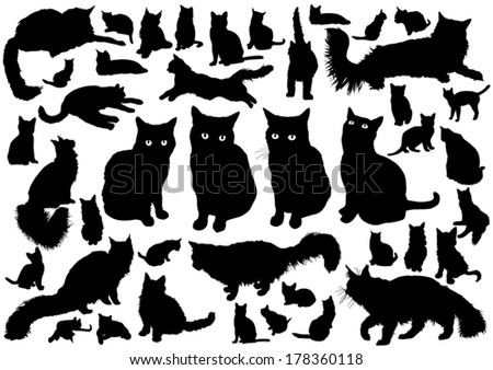 Similar – Image, Stock Photo Maine Coon cat jumps