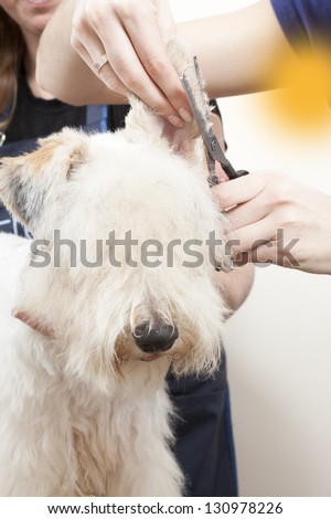 Fox terrier getting his hair cut at the groomer